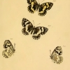 papilio larissa geyer2